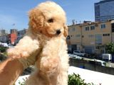 Saglik Ve Irk Garanti̇li̇ Toy Poodle Yavrularimiz