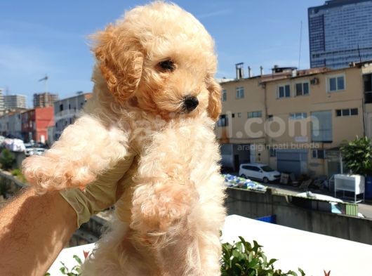 Saglik Ve Irk Garanti̇li̇ Toy Poodle Yavrularimiz görsel