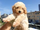 Saglik Ve Irk Garanti̇li̇ Toy Poodle Yavrularimiz