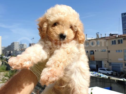 Saglik Ve Irk Garanti̇li̇ Toy Poodle Yavrularimiz görsel