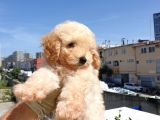 Saglik Ve Irk Garanti̇li̇ Toy Poodle Yavrularimiz