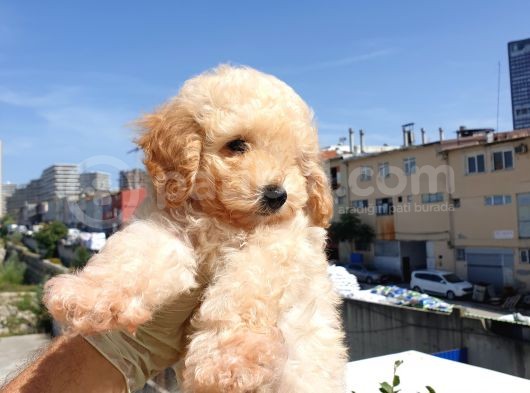 Saglik Ve Irk Garanti̇li̇ Toy Poodle Yavrularimiz görsel