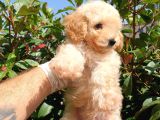 Saglik Ve Irk Garanti̇li̇ Toy Poodle Yavrularimiz