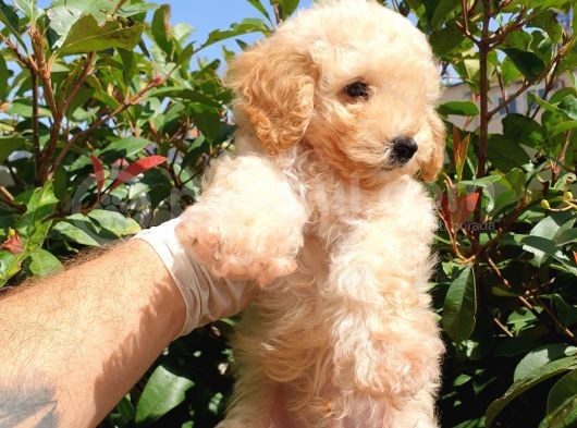 Saglik Ve Irk Garanti̇li̇ Toy Poodle Yavrularimiz görsel