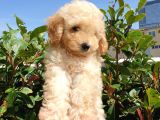 Saglik Ve Irk Garanti̇li̇ Toy Poodle Yavrularimiz