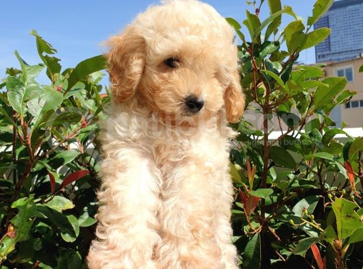 Saglik Ve Irk Garanti̇li̇ Toy Poodle Yavrularimiz görsel