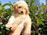 Saglik Ve Irk Garanti̇li̇ Toy Poodle Yavrularimiz