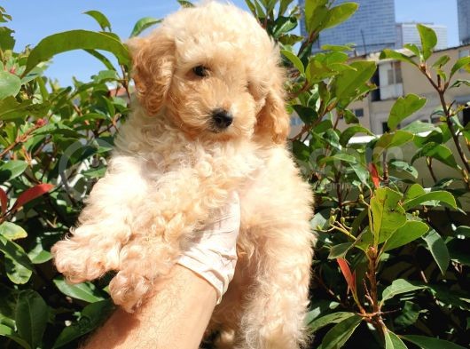 Saglik Ve Irk Garanti̇li̇ Toy Poodle Yavrularimiz görsel