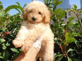 Saglik Ve Irk Garanti̇li̇ Toy Poodle Yavrularimiz