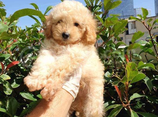 Saglik Ve Irk Garanti̇li̇ Toy Poodle Yavrularimiz
