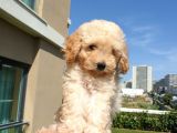 Gulen Surat Dunya Tatlisi Toy Poodle Bebeklerimiz