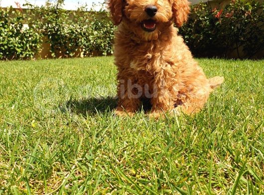 A Kalite Orjinal Red Toy Poodle Yavrularimiz görsel