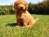 A Kalite Orjinal Red Toy Poodle Yavrularimiz