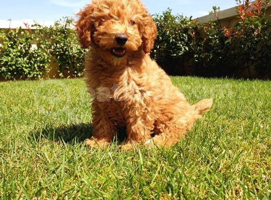 A Kalite Orjinal Red Toy Poodle Yavrularimiz görsel