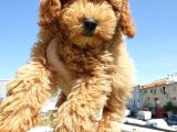 Saglik Ve Irk Garanti̇li̇ Red Toy Poodle Yavrularimiz