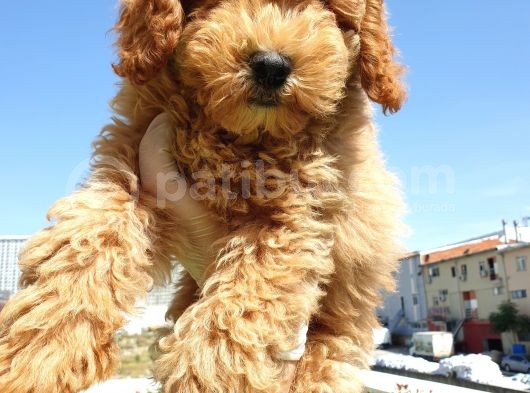 Saglik Ve Irk Garanti̇li̇ Red Toy Poodle Yavrularimiz görsel