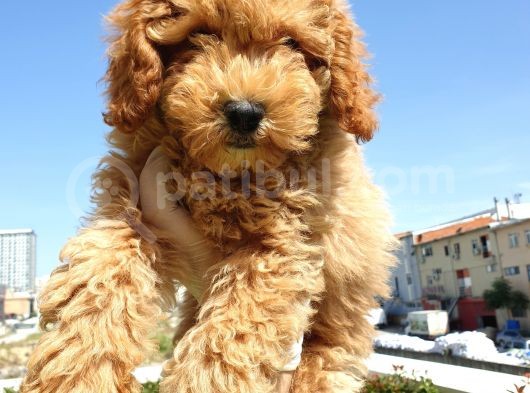 Saglik Ve Irk Garanti̇li̇ Red Toy Poodle Yavrularimiz görsel