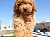 Saglik Ve Irk Garanti̇li̇ Red Toy Poodle Yavrularimiz