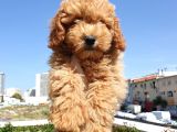 Saglik Ve Irk Garanti̇li̇ Red Toy Poodle Yavrularimiz