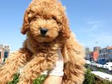 Saglik Ve Irk Garanti̇li̇ Red Toy Poodle Yavrularimiz