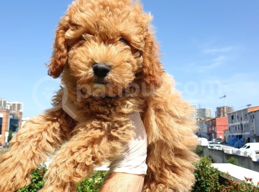 Saglik Ve Irk Garanti̇li̇ Red Toy Poodle Yavrularimiz görsel