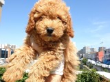 Saglik Ve Irk Garanti̇li̇ Red Toy Poodle Yavrularimiz