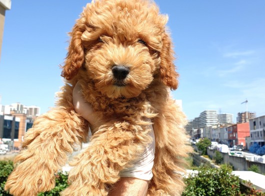 Saglik Ve Irk Garanti̇li̇ Red Toy Poodle Yavrularimiz görsel