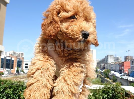 Saglik Ve Irk Garanti̇li̇ Red Toy Poodle Yavrularimiz görsel
