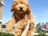 Saglik Ve Irk Garanti̇li̇ Red Toy Poodle Yavrularimiz