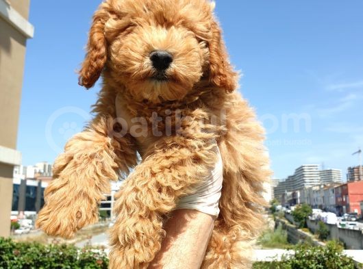 Saglik Ve Irk Garanti̇li̇ Red Toy Poodle Yavrularimiz görsel
