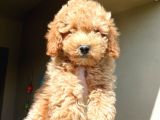 Üst Düzey Kalitedeki Show Class Red Toy Poodle Bebegimiz