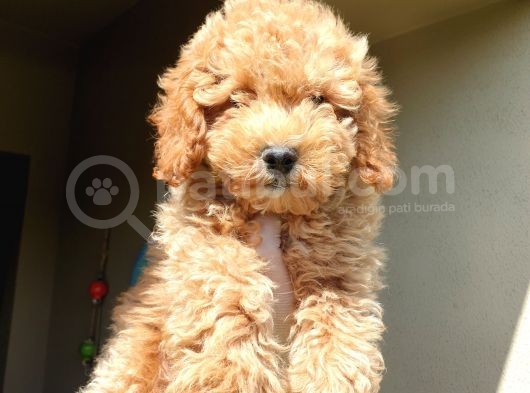 Üst Düzey Kalitedeki Show Class Red Toy Poodle Bebegimiz