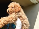 Üst Düzey Kalitedeki Show Class Red Toy Poodle Bebegimiz
