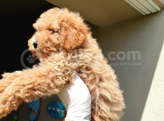 Üst Düzey Kalitedeki Show Class Red Toy Poodle Bebegimiz görsel