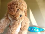 Üst Düzey Kalitedeki Show Class Red Toy Poodle Bebegimiz