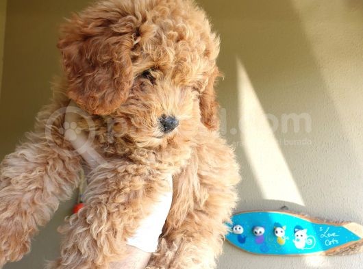 Üst Düzey Kalitedeki Show Class Red Toy Poodle Bebegimiz görsel