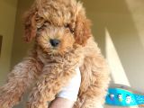 Üst Düzey Kalitedeki Show Class Red Toy Poodle Bebegimiz