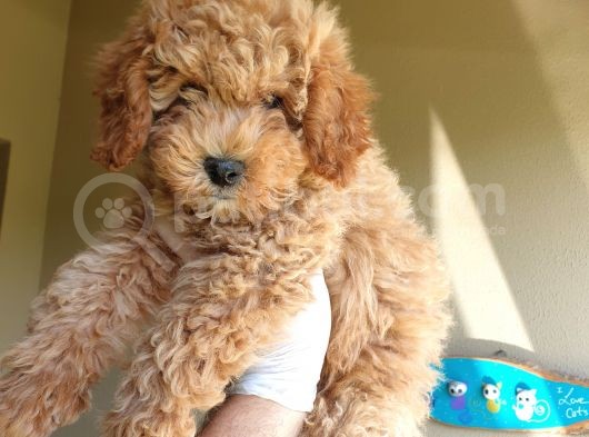 Üst Düzey Kalitedeki Show Class Red Toy Poodle Bebegimiz görsel