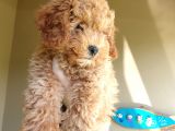 Üst Düzey Kalitedeki Show Class Red Toy Poodle Bebegimiz