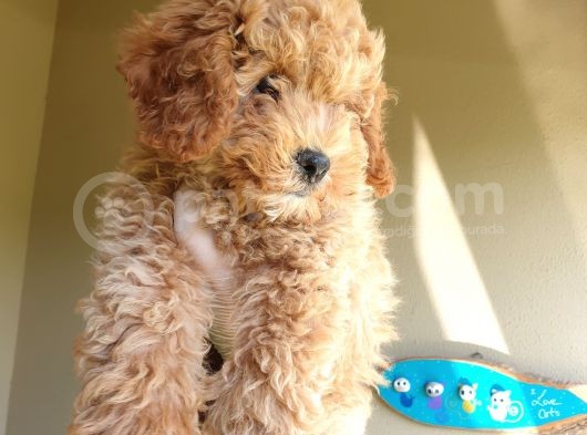 Üst Düzey Kalitedeki Show Class Red Toy Poodle Bebegimiz görsel