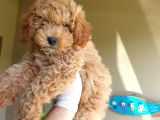 Üst Düzey Kalitedeki Show Class Red Toy Poodle Bebegimiz