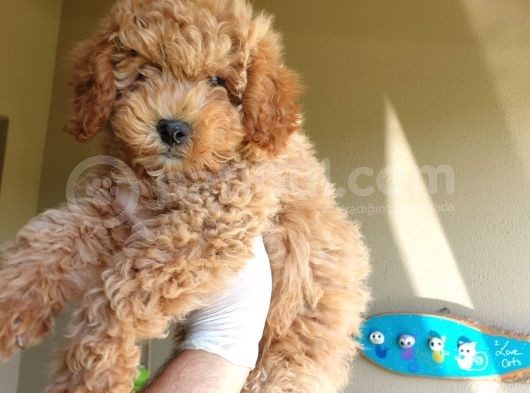 Üst Düzey Kalitedeki Show Class Red Toy Poodle Bebegimiz görsel