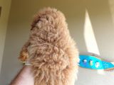 Üst Düzey Kalitedeki Show Class Red Toy Poodle Bebegimiz