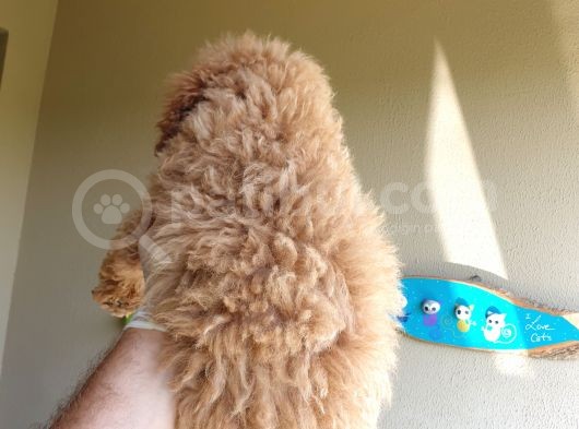 Üst Düzey Kalitedeki Show Class Red Toy Poodle Bebegimiz görsel