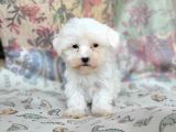 Maltese Yavru (Bursa Köpek Okulu)