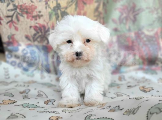 Maltese Yavru (Bursa Köpek Okulu) görsel