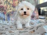 Maltese Yavru (Bursa Köpek Okulu)