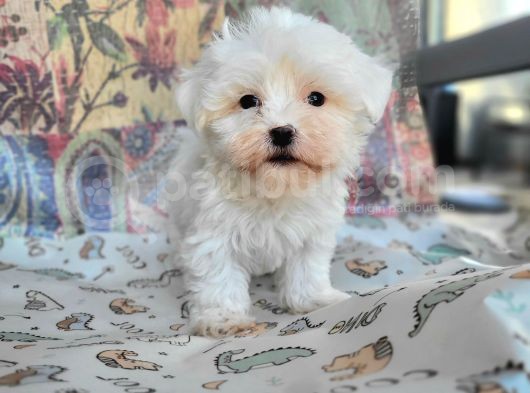 Maltese Yavru (Bursa Köpek Okulu)
