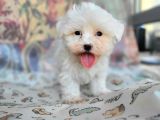 Maltese Yavru (Bursa Köpek Okulu)
