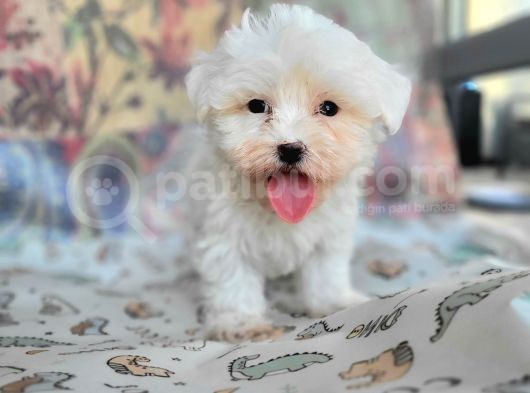 Maltese Yavru (Bursa Köpek Okulu) görsel
